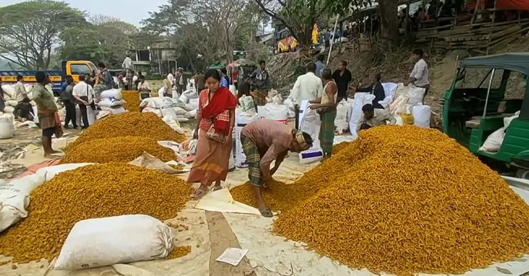 হাটে হলুদ বিক্রি করছেন চাষিরা